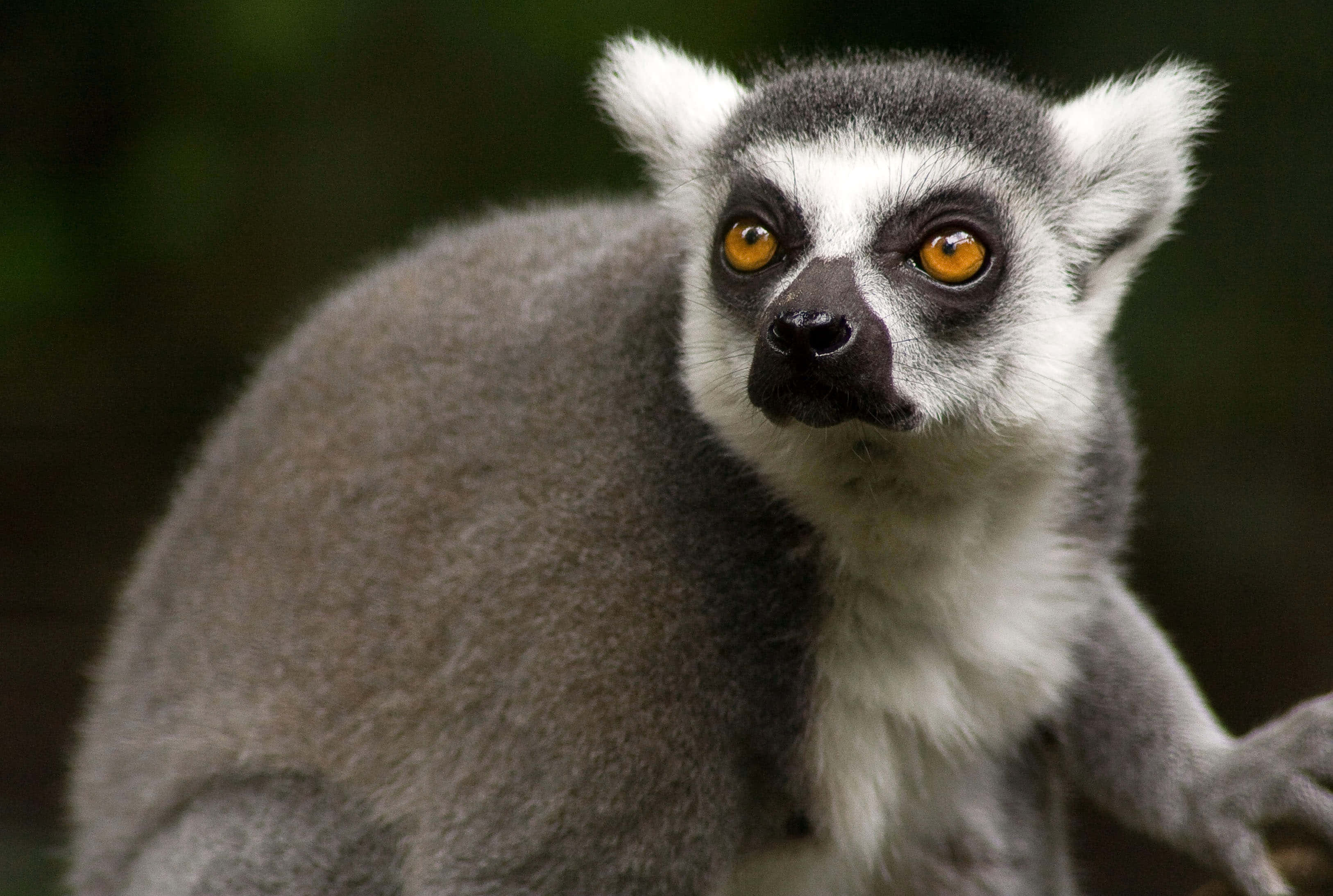 A Majestic Lemur Lounging On A Tree Branch Wallpaper