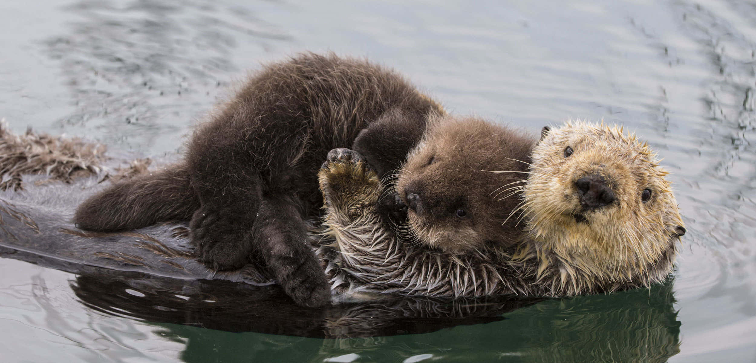 A Majestic Sea Otter Basking In The Pristine Ocean Waters Wallpaper