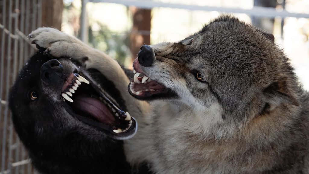 A Majestic Wolfdog Gazing Into The Distance Wallpaper