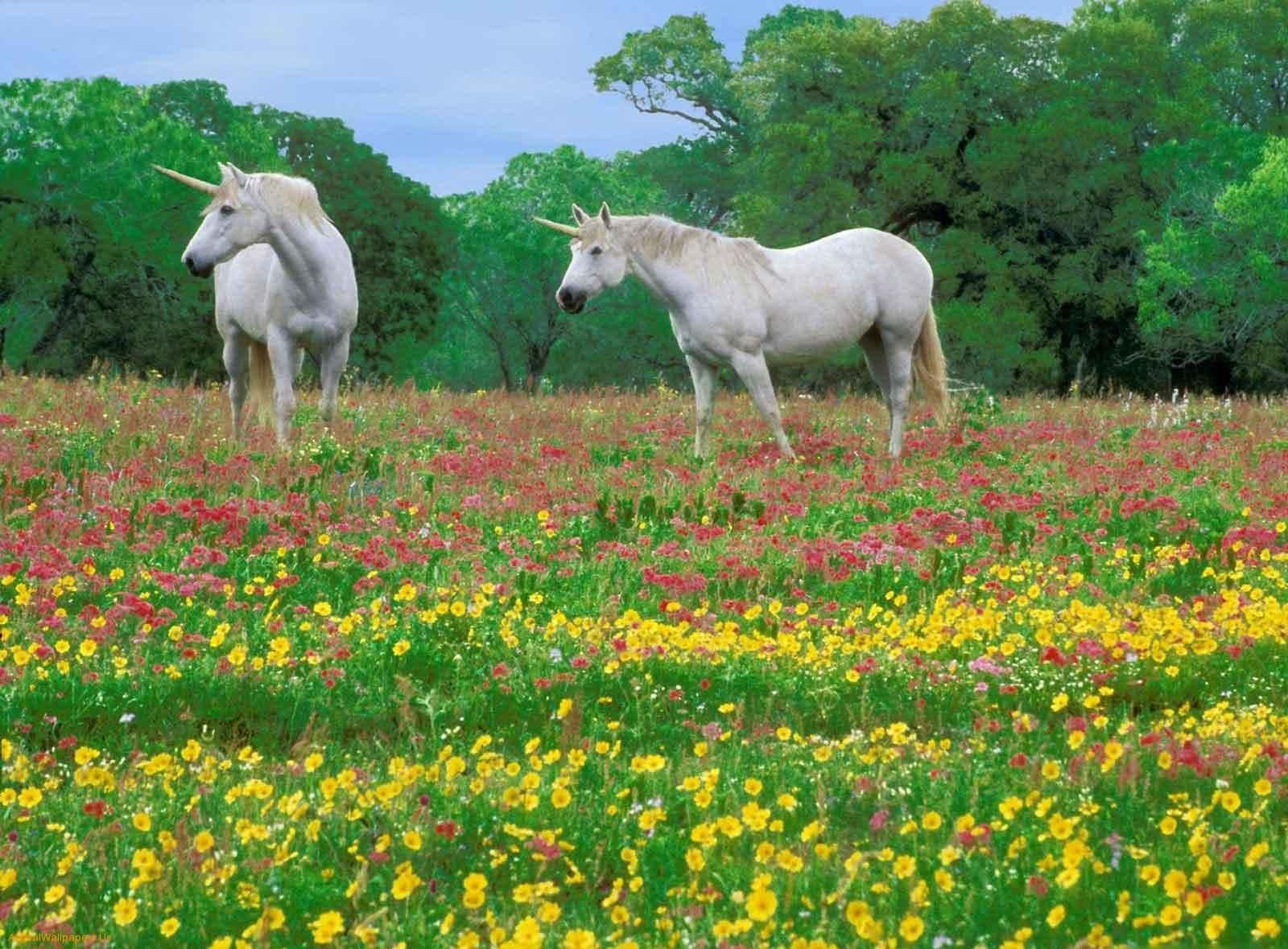 A Mystical White Unicorn Stands In A Glistening, Sunlit River. Wallpaper