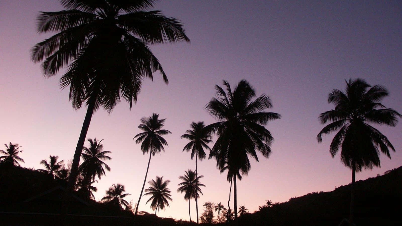 A Peaceful Aesthetic View Of A Tropical Island Paradise With A Beautiful Palm Tree In The Foreground. Wallpaper