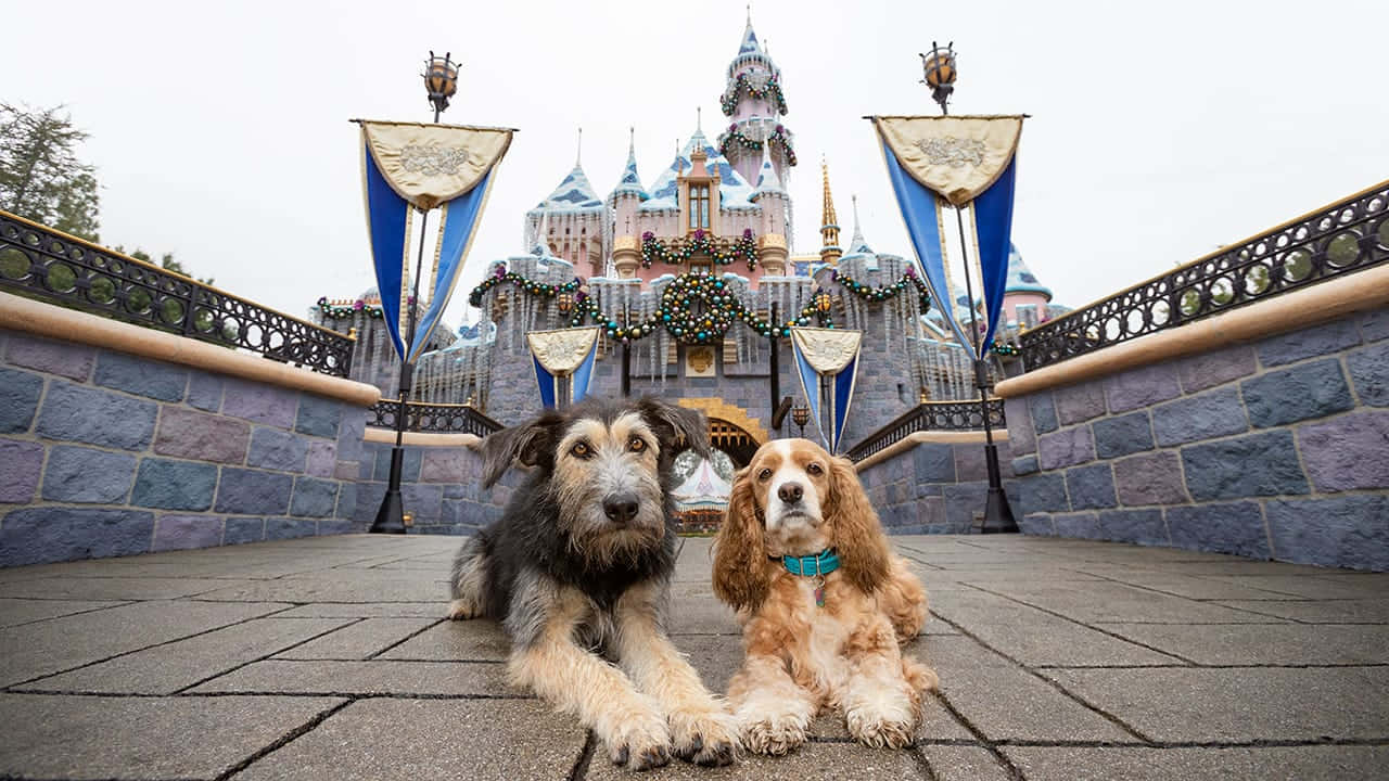 A Romantic Spaghetti Dinner With Lady And The Tramp Wallpaper