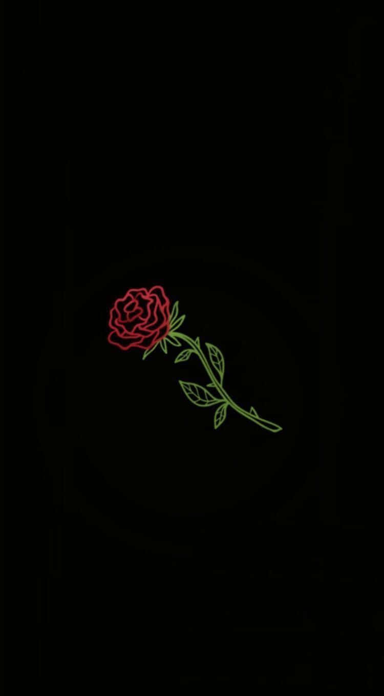 A Single Rose Reflects Beauty And Grace Wallpaper