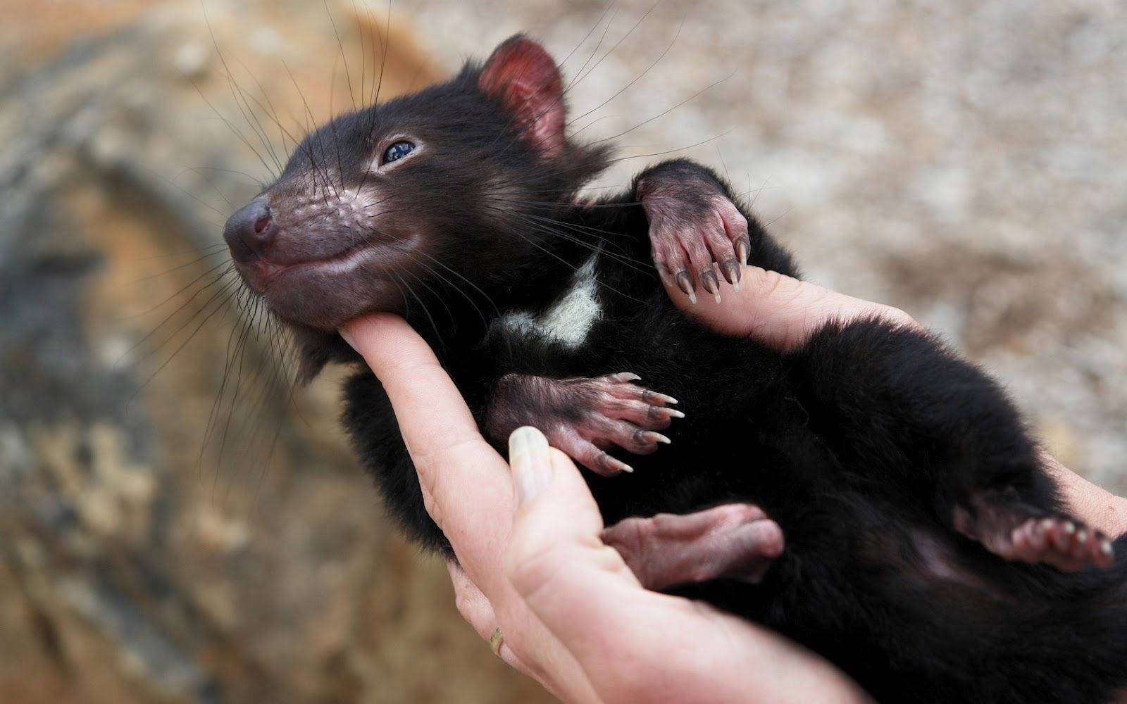 A Tasmanian Devil Enjoys A Relaxing Day Wallpaper