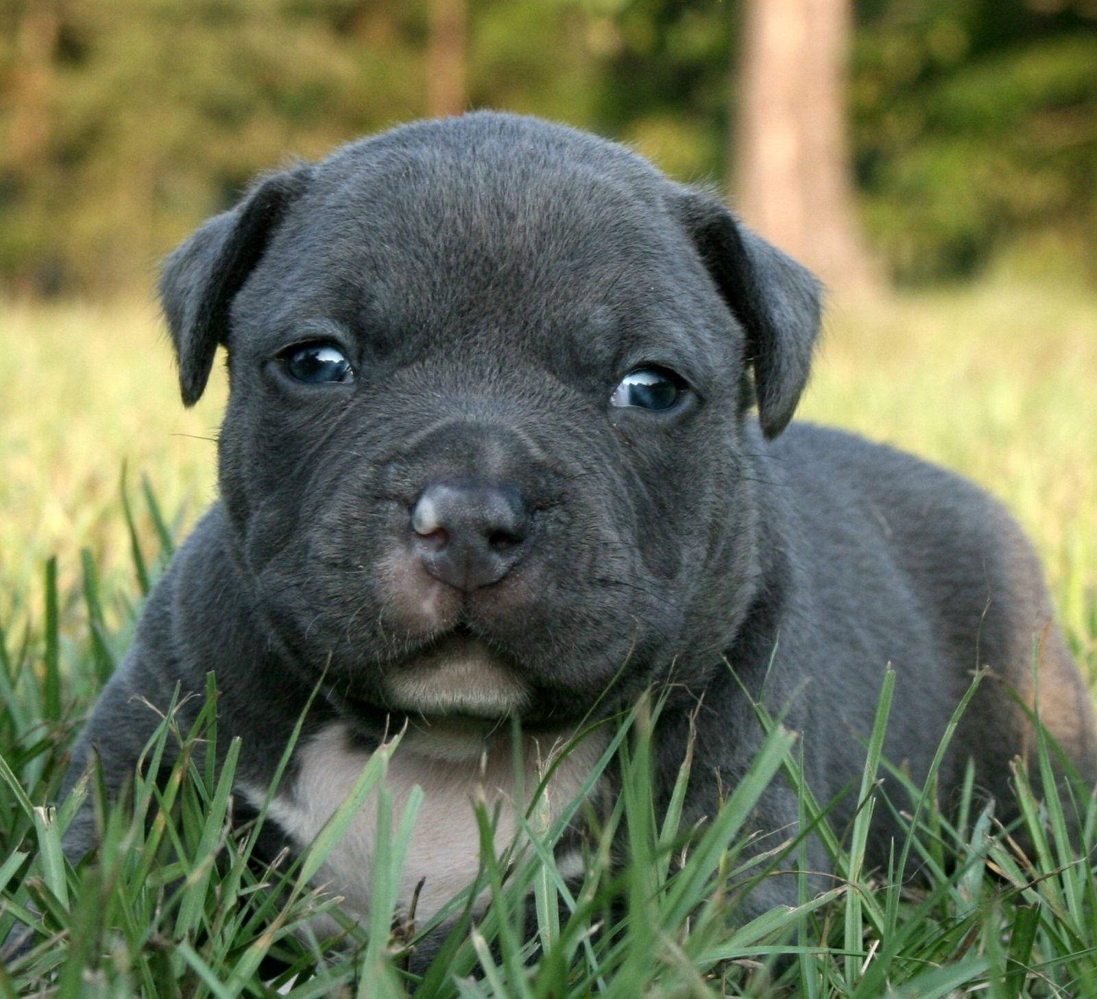 Adorable Black Pitbull Puppy With Heart-melting Gaze Wallpaper