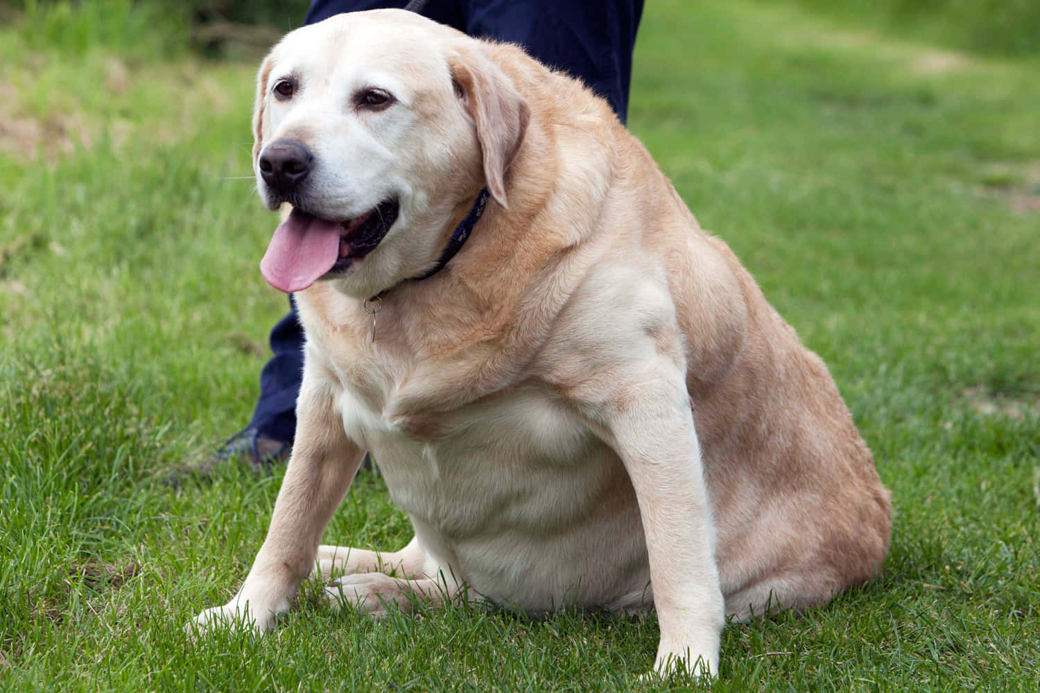 Adorable Fat Dog Lounging Outside Wallpaper