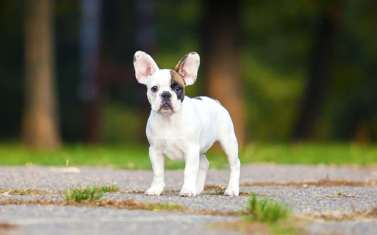 Adorable French Bulldog Pup Enjoying The Outdoors Wallpaper