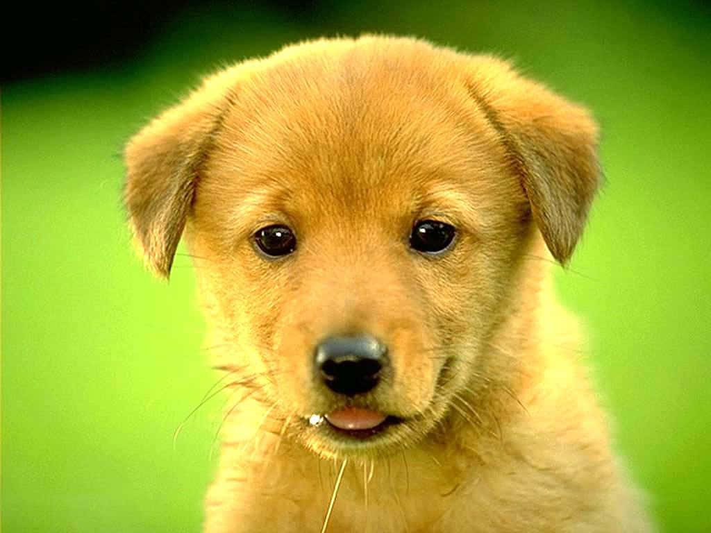 Adorable Golden Retriever Puppy Wallpaper