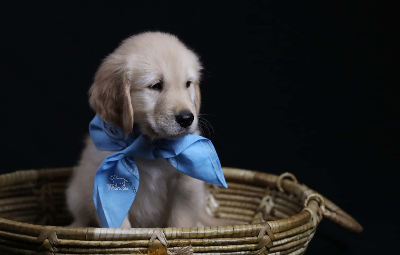 Adorable Golden Retriever Puppy Wallpaper