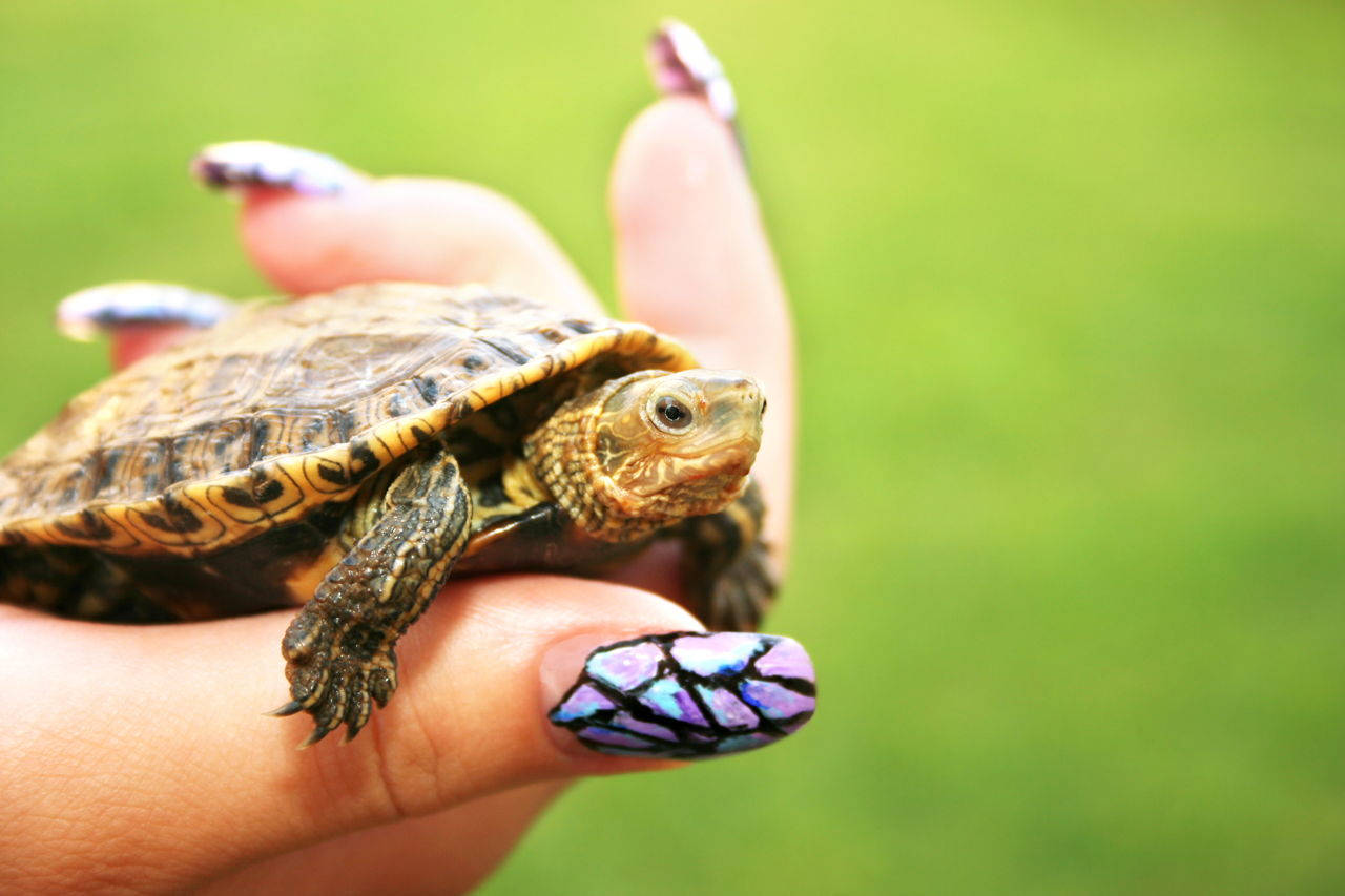 Adorable Golden Turtle Posing Aesthetically Wallpaper