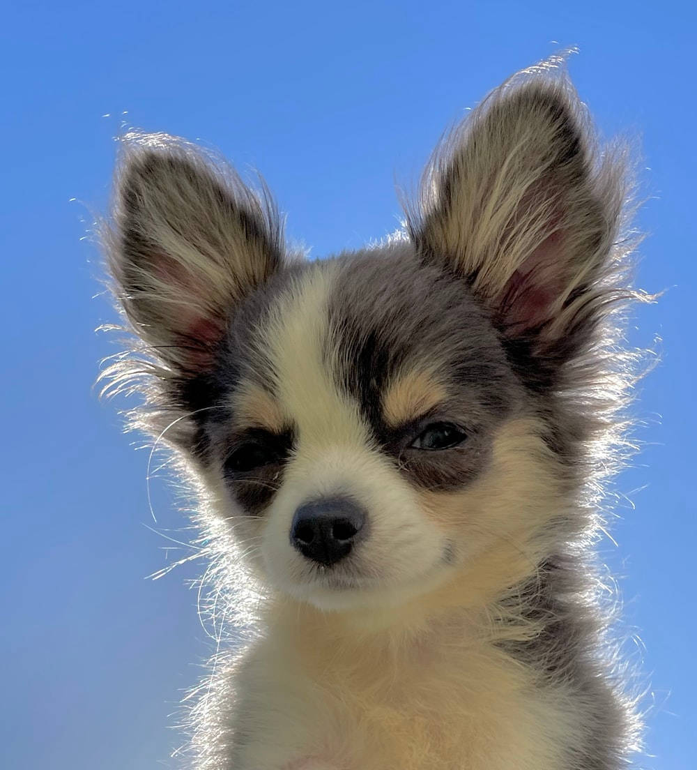 Adorable Husky Puppy Dog Showcasing Deep Blue Eyes Wallpaper