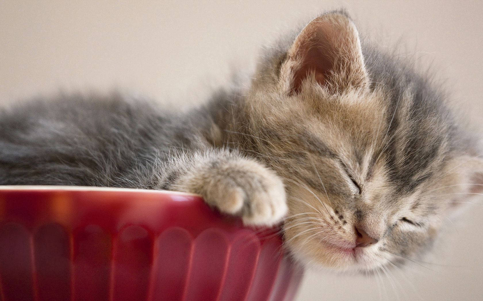 Adorable Kitten Napping In A Cup Wallpaper
