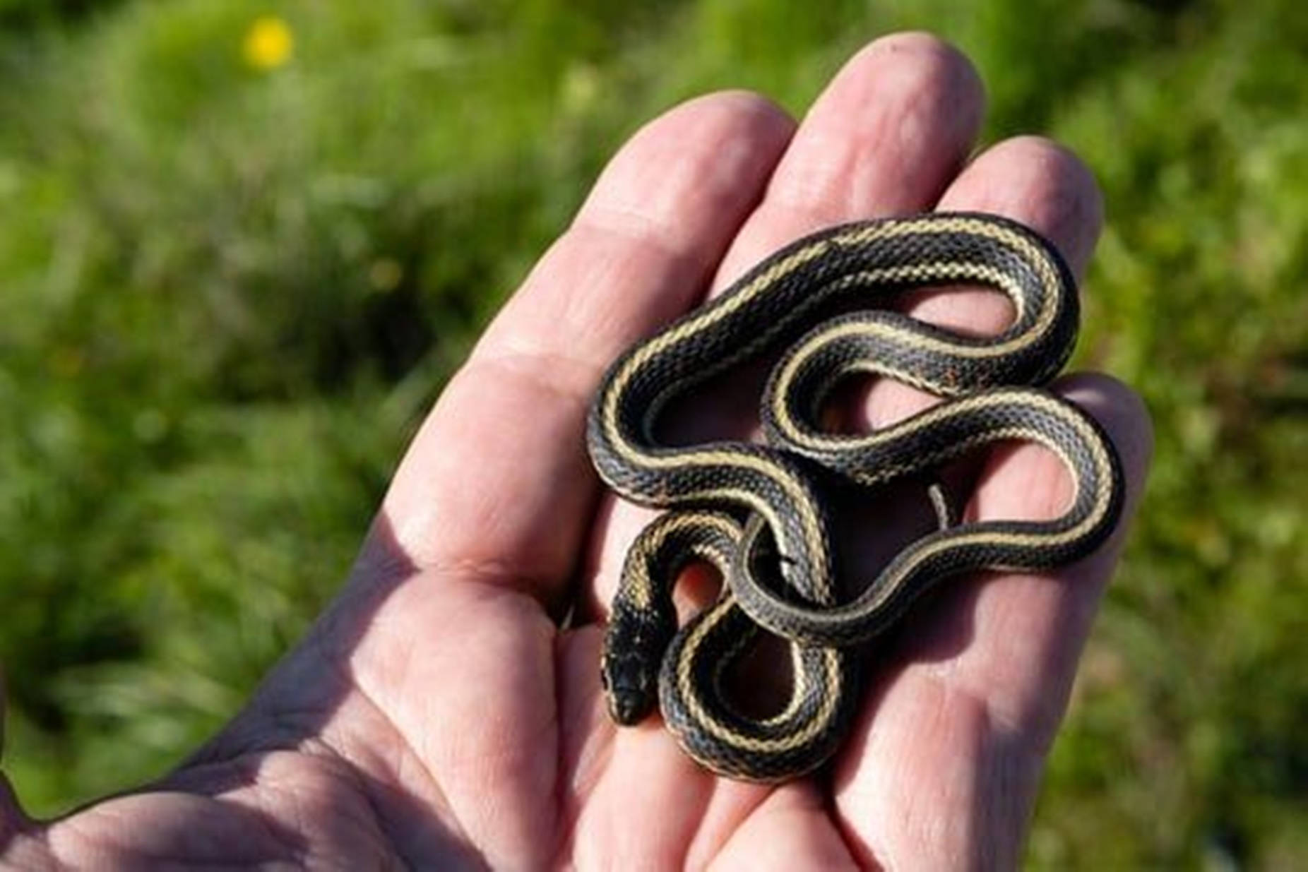 Adult Common Garter Snake Wallpaper