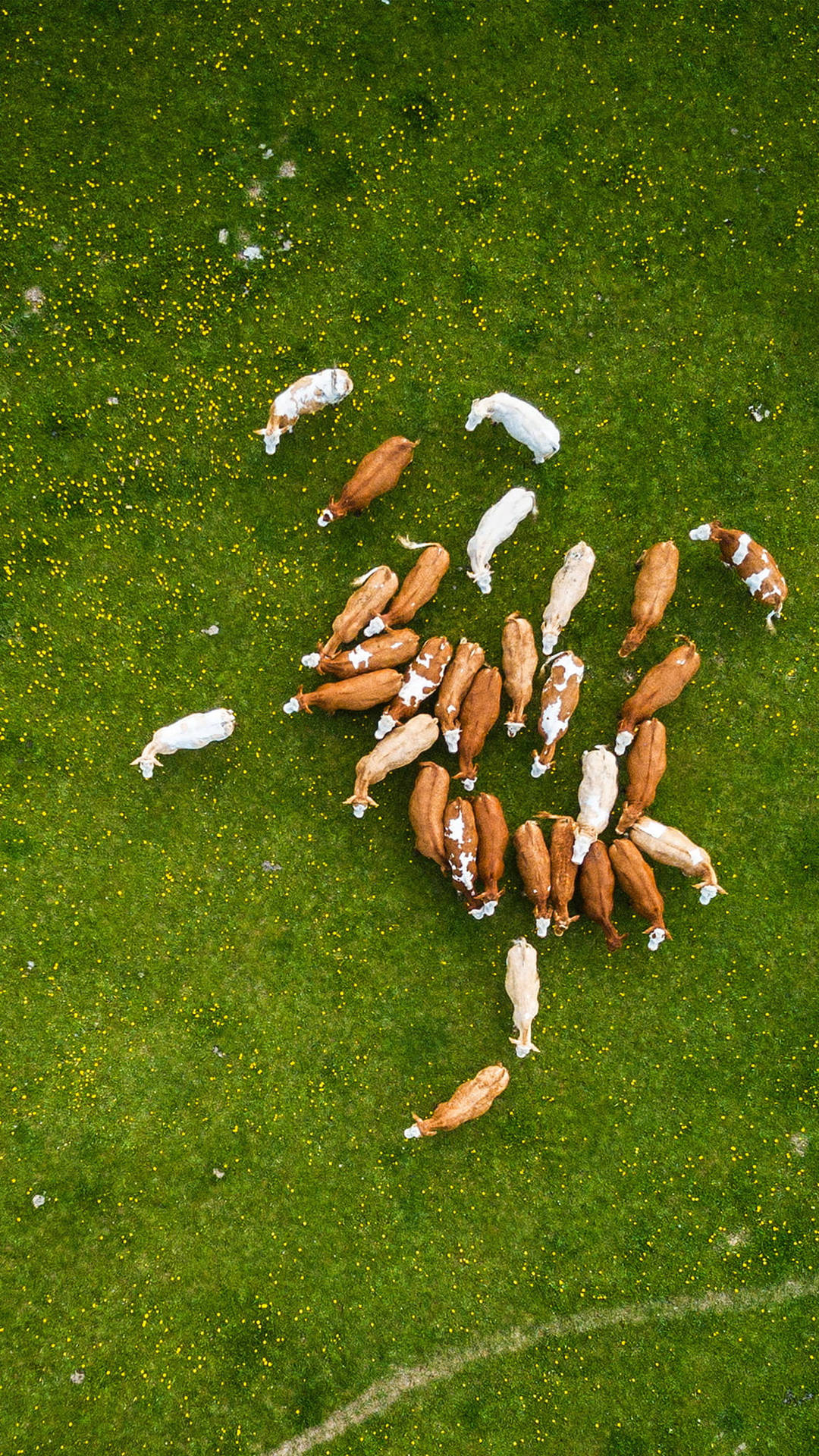 Aerial Photo Of Cow Animals On A Farm Wallpaper