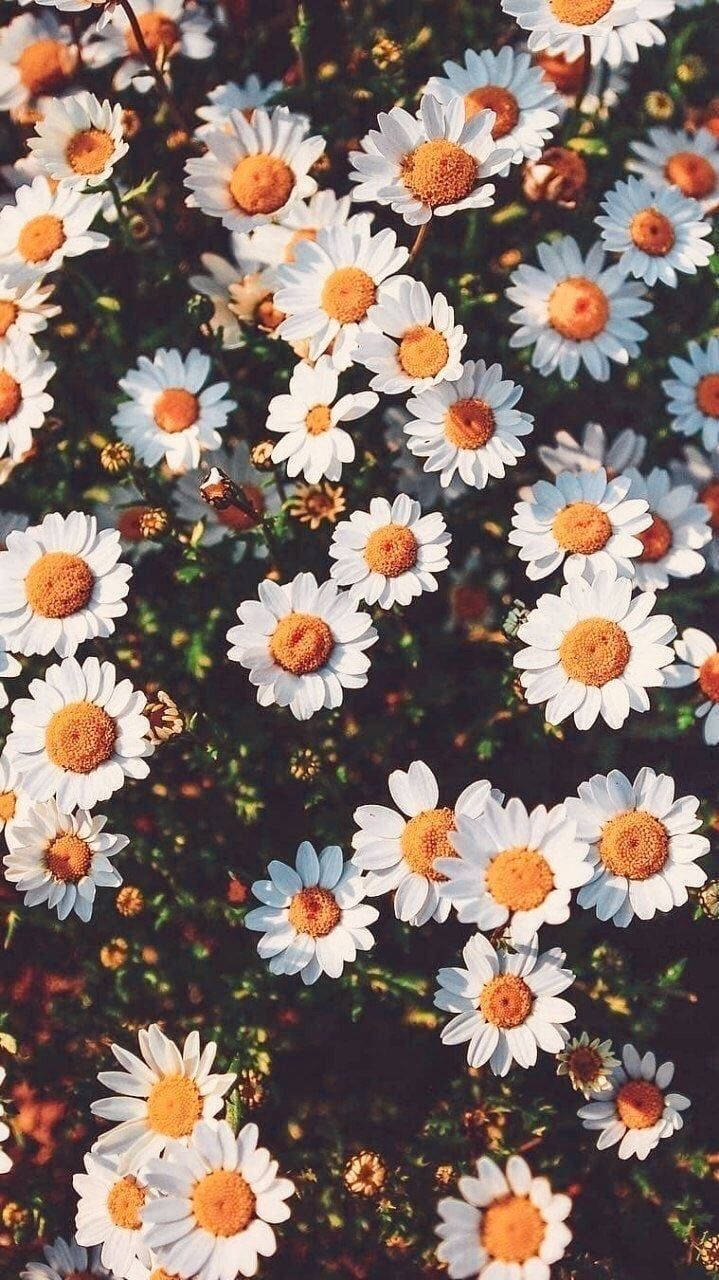 Aesthetic Daisy Flower Indie Kid Wallpaper