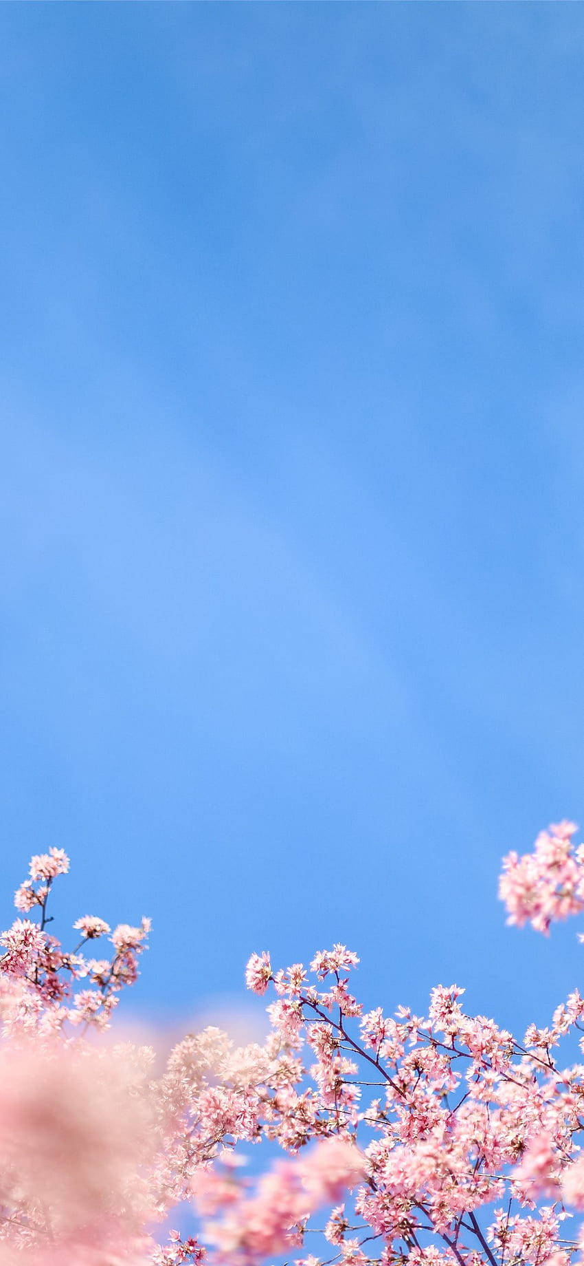 Aesthetic Iphone X White Cherry Blossom Wallpaper