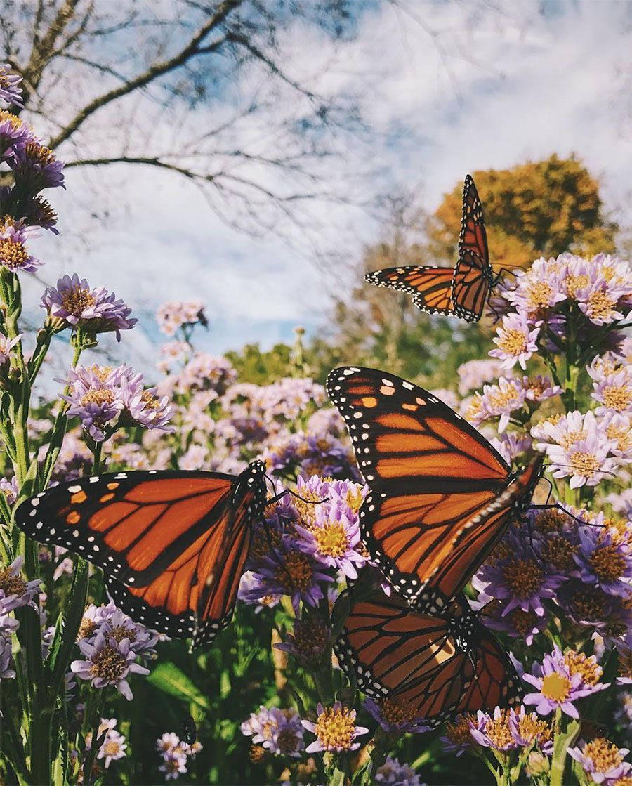 Aesthetic Orange Butterfly On Asters Wallpaper