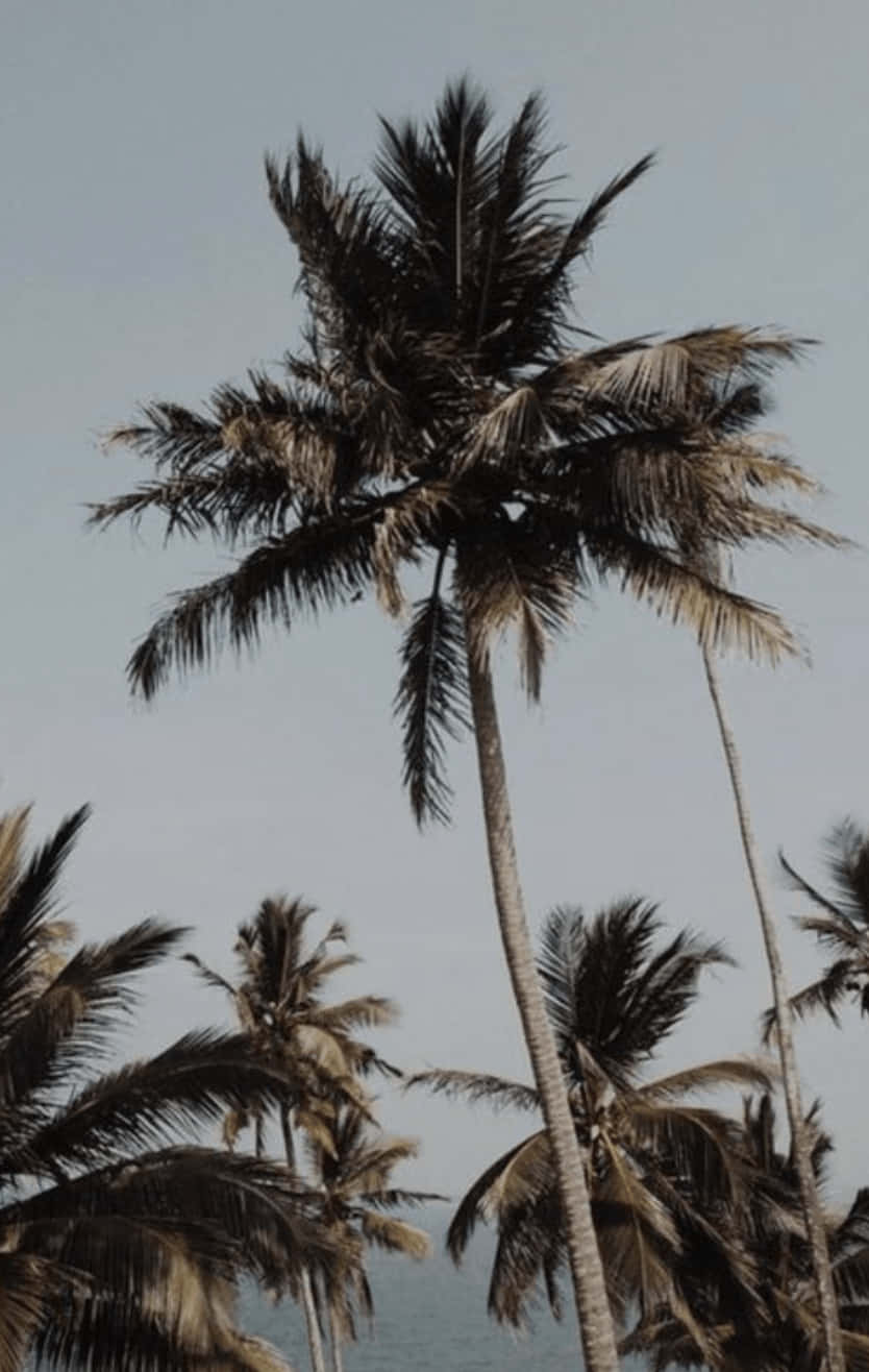 Aesthetic Palm Tree In The Foreground. Wallpaper