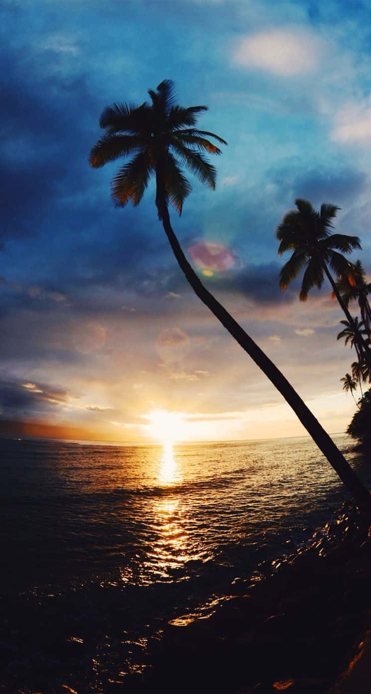 Aesthetic Palm Trees Sunset Wallpaper