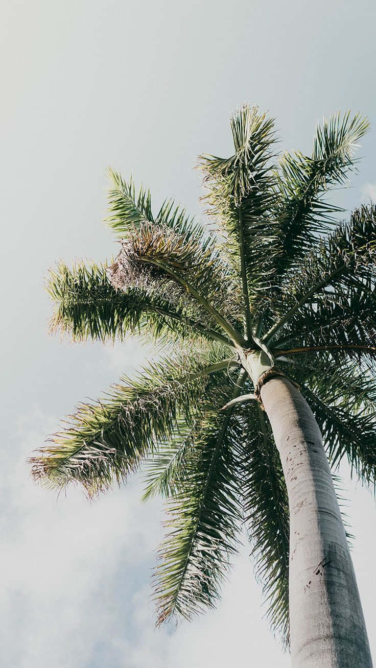 Aesthetic View Of A Palm Tree In The Summer Afternoon. Wallpaper