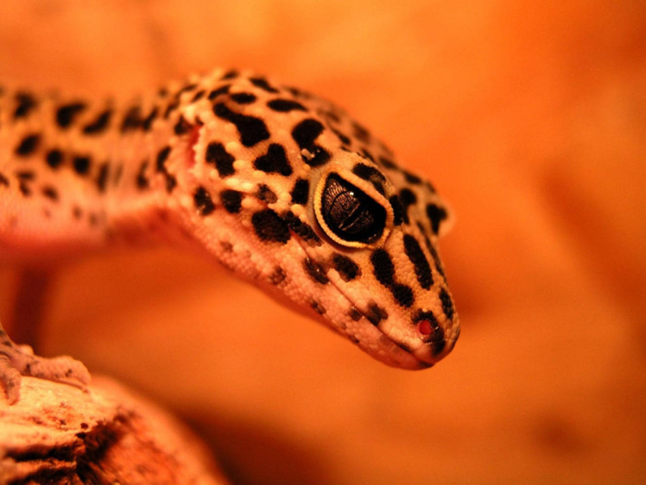 Afgan Leopard Gecko On Dried Wood Wallpaper