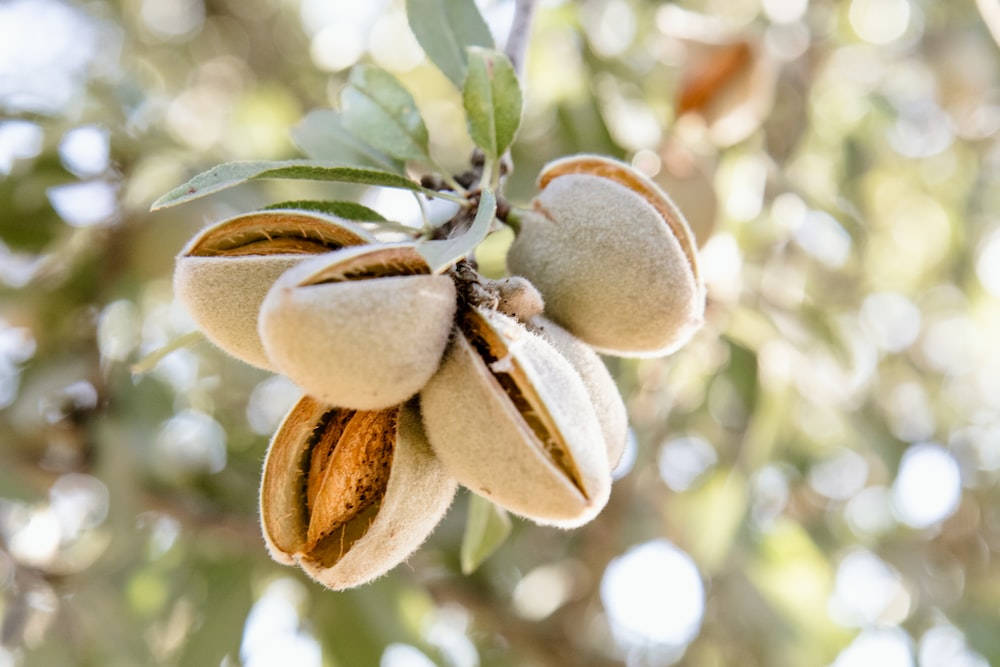 Amazing Almond Tree Wallpaper