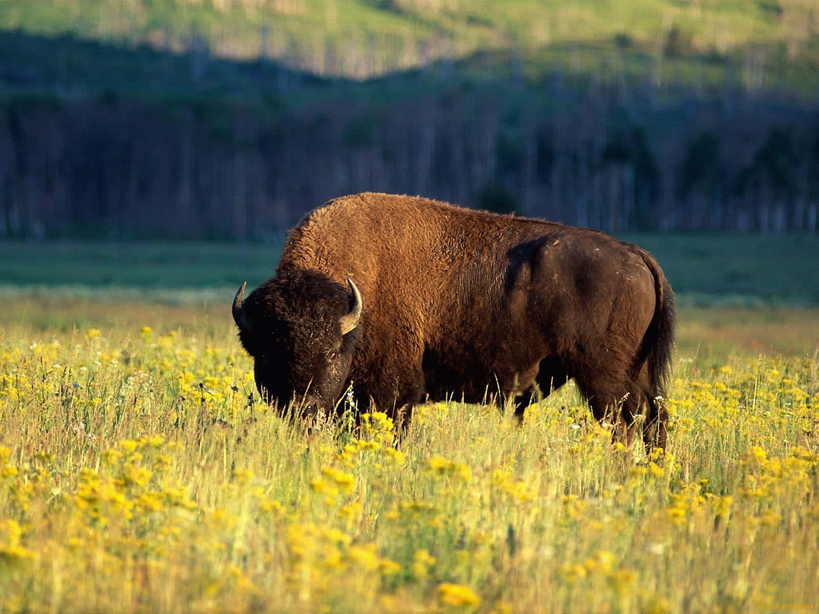 American Bisonin Wildflower Meadow.jpg Wallpaper