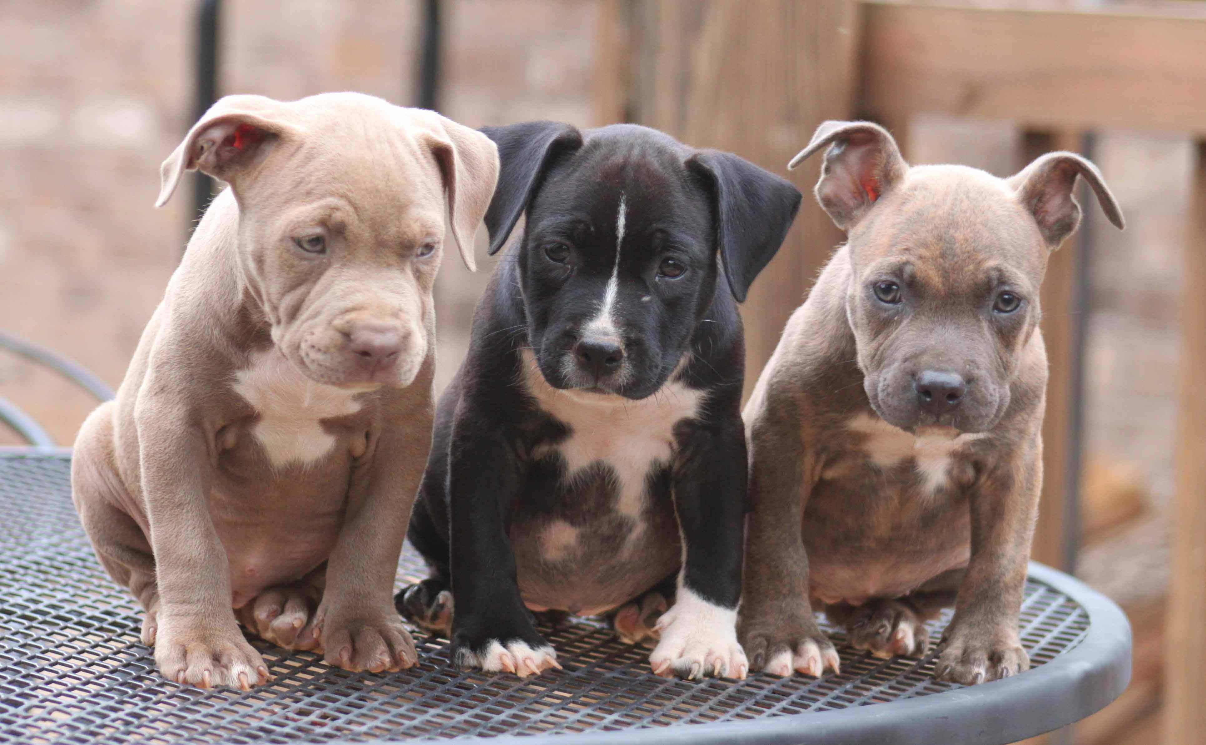 American Bully Puppy Dogs On Steel Table Wallpaper