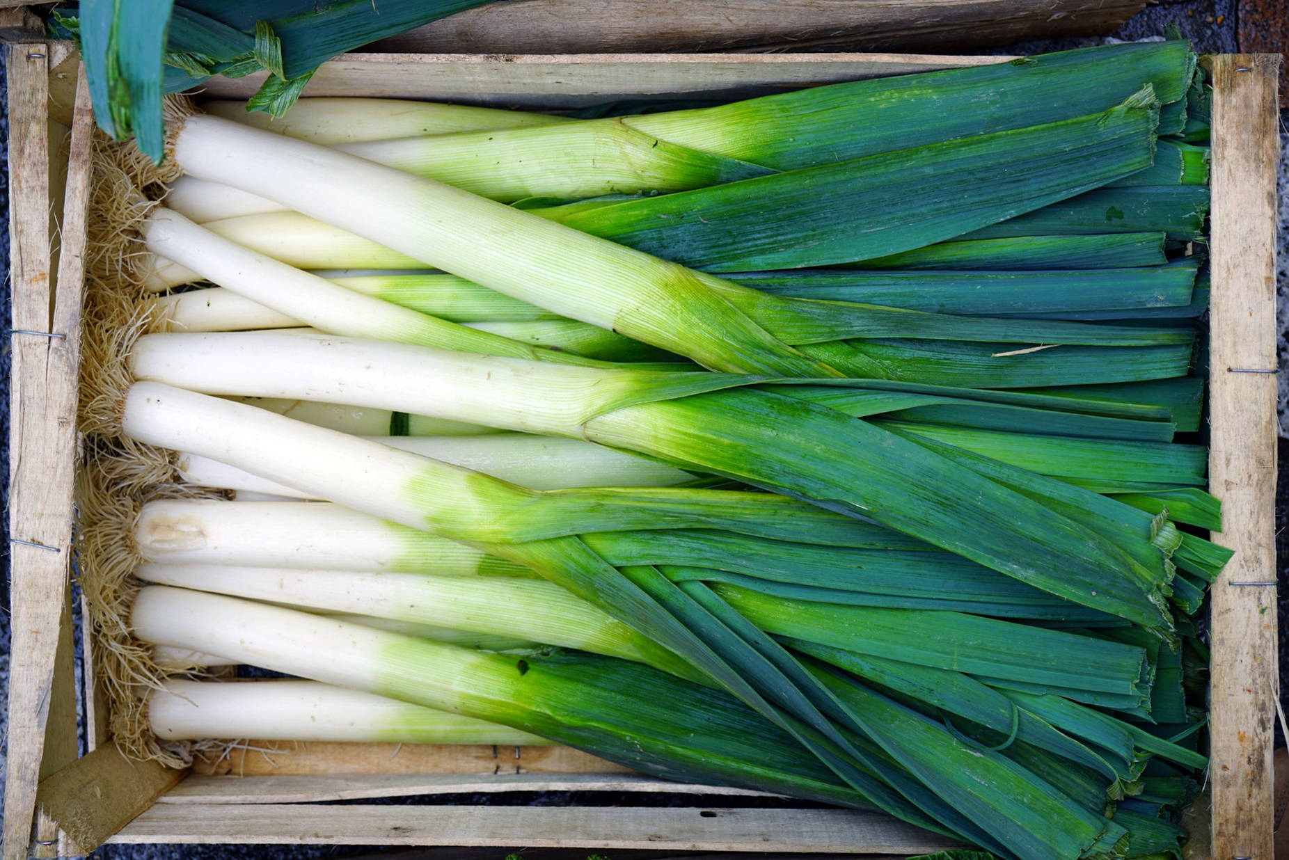 Ample New Harvest Green Onion Wallpaper