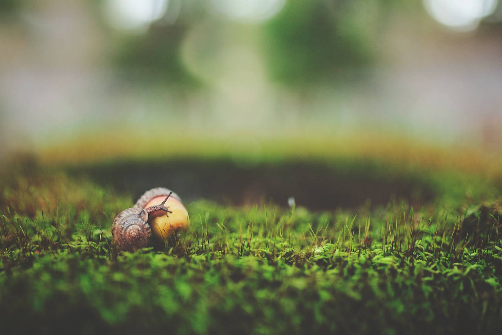 An Acorn And A Snail Wallpaper