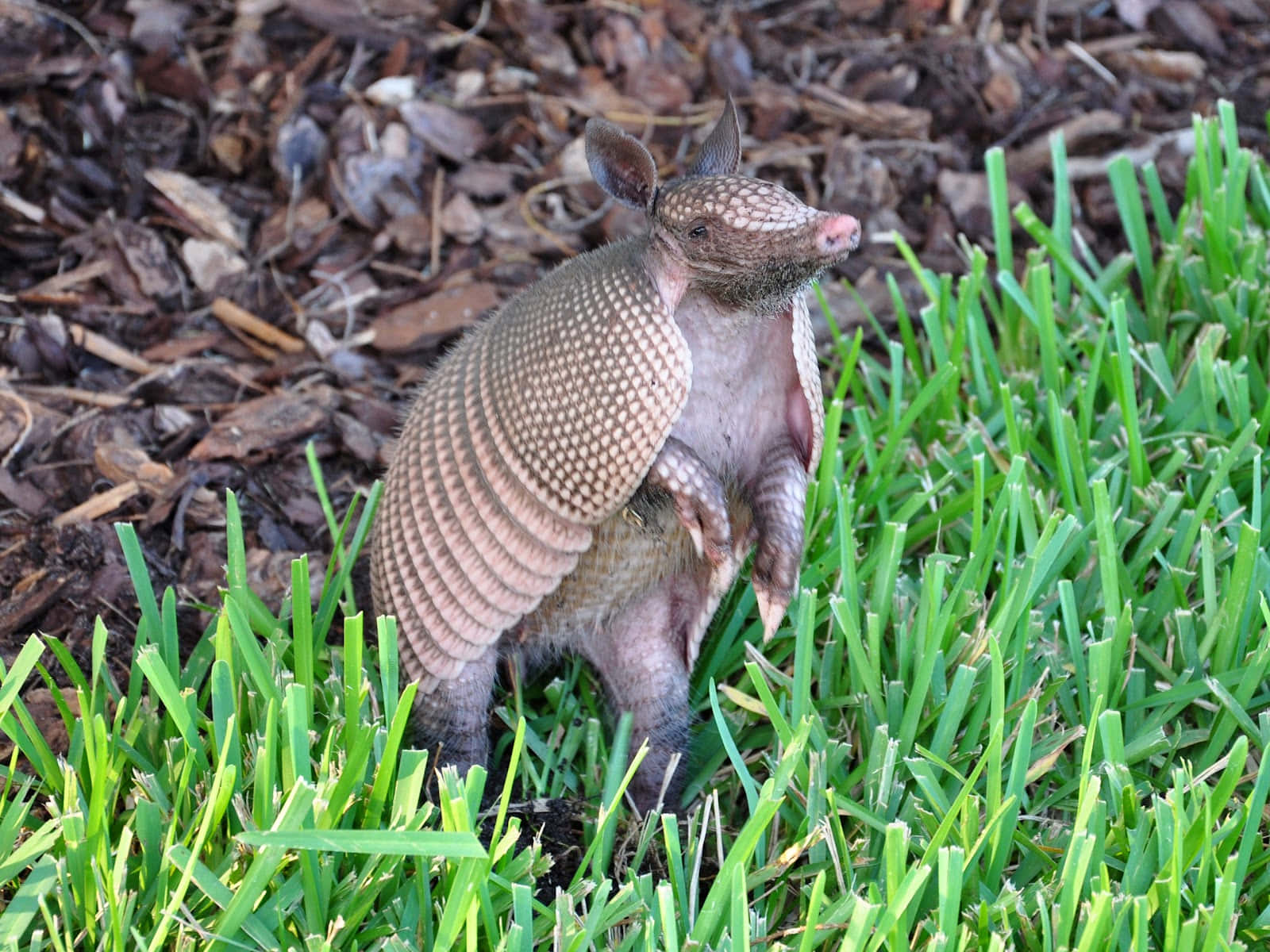 Armadillo Standingin Grass Wallpaper