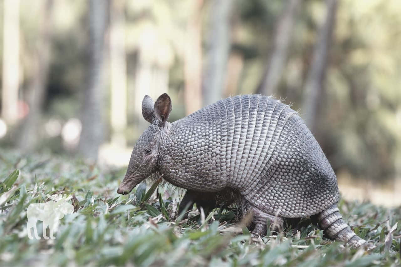 Armadilloin Natural Habitat Wallpaper