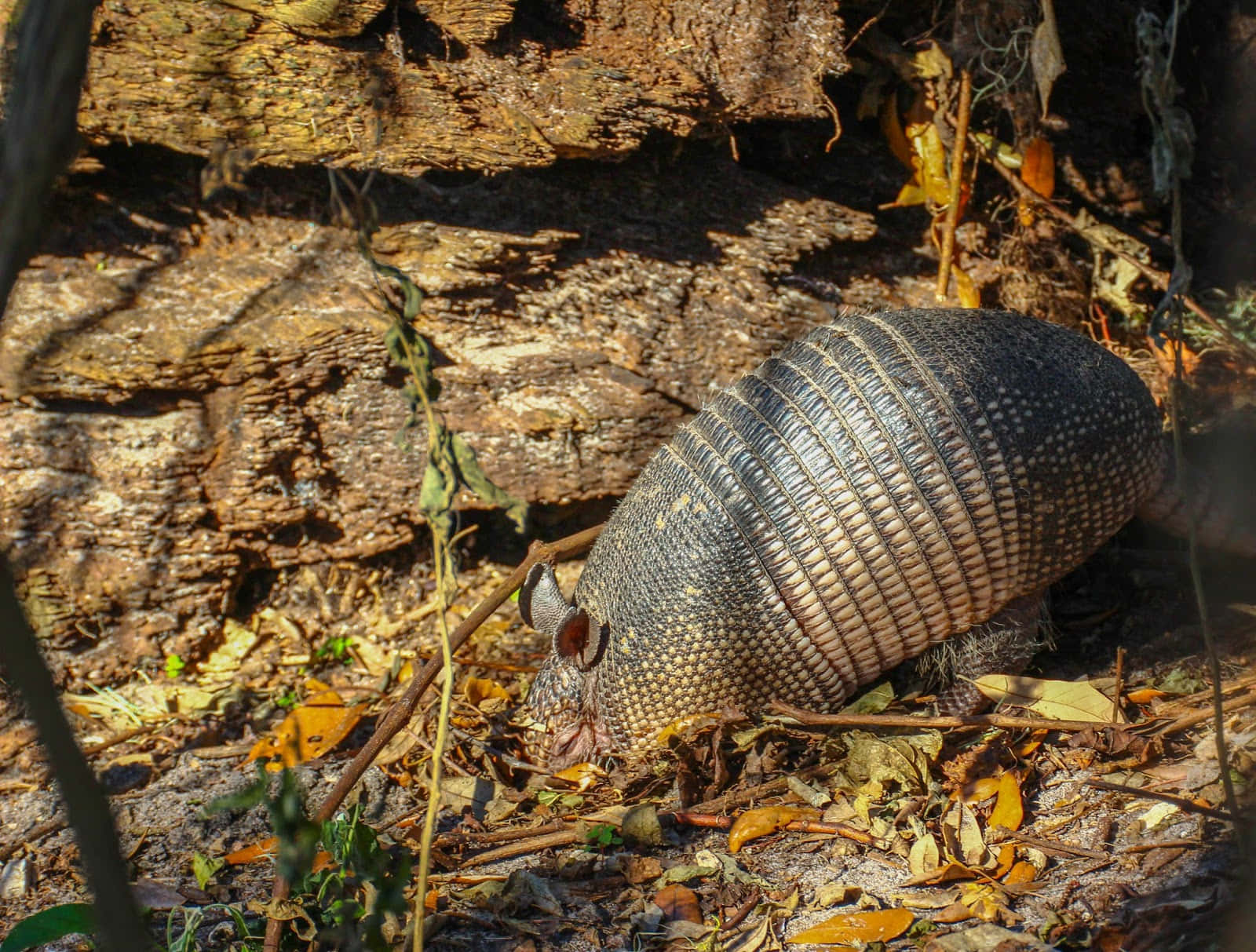 Armadilloin Natural Habitat.jpg Wallpaper