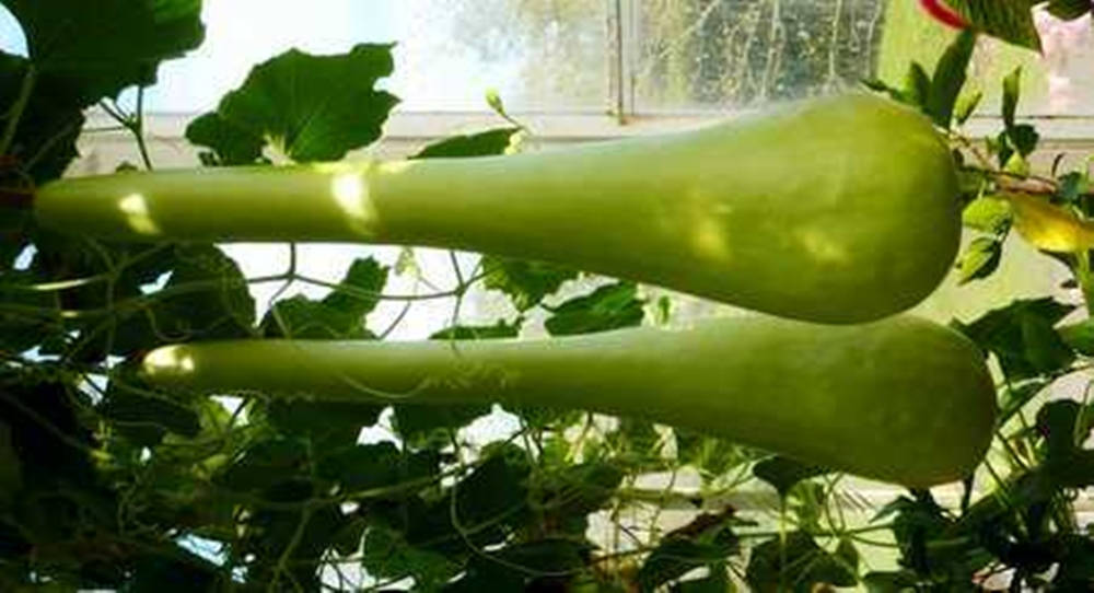 Ash Gourd Giant Bottle Gourd Variety Wallpaper