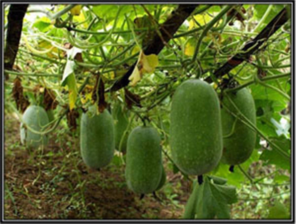 Ash Gourd Vegetables Hanging On Vines Wallpaper