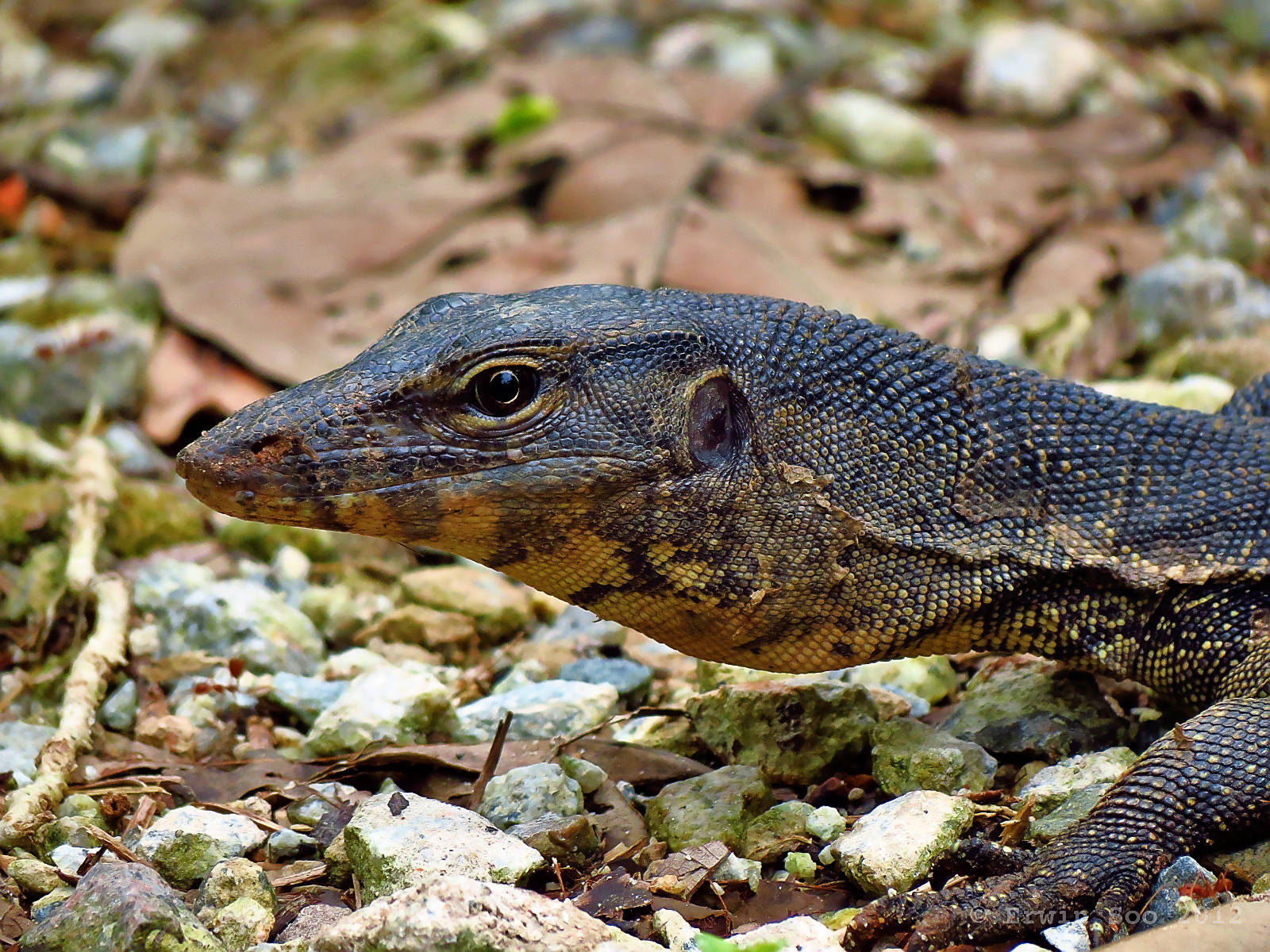 Asian Water Monitor Lizard Head Wallpaper