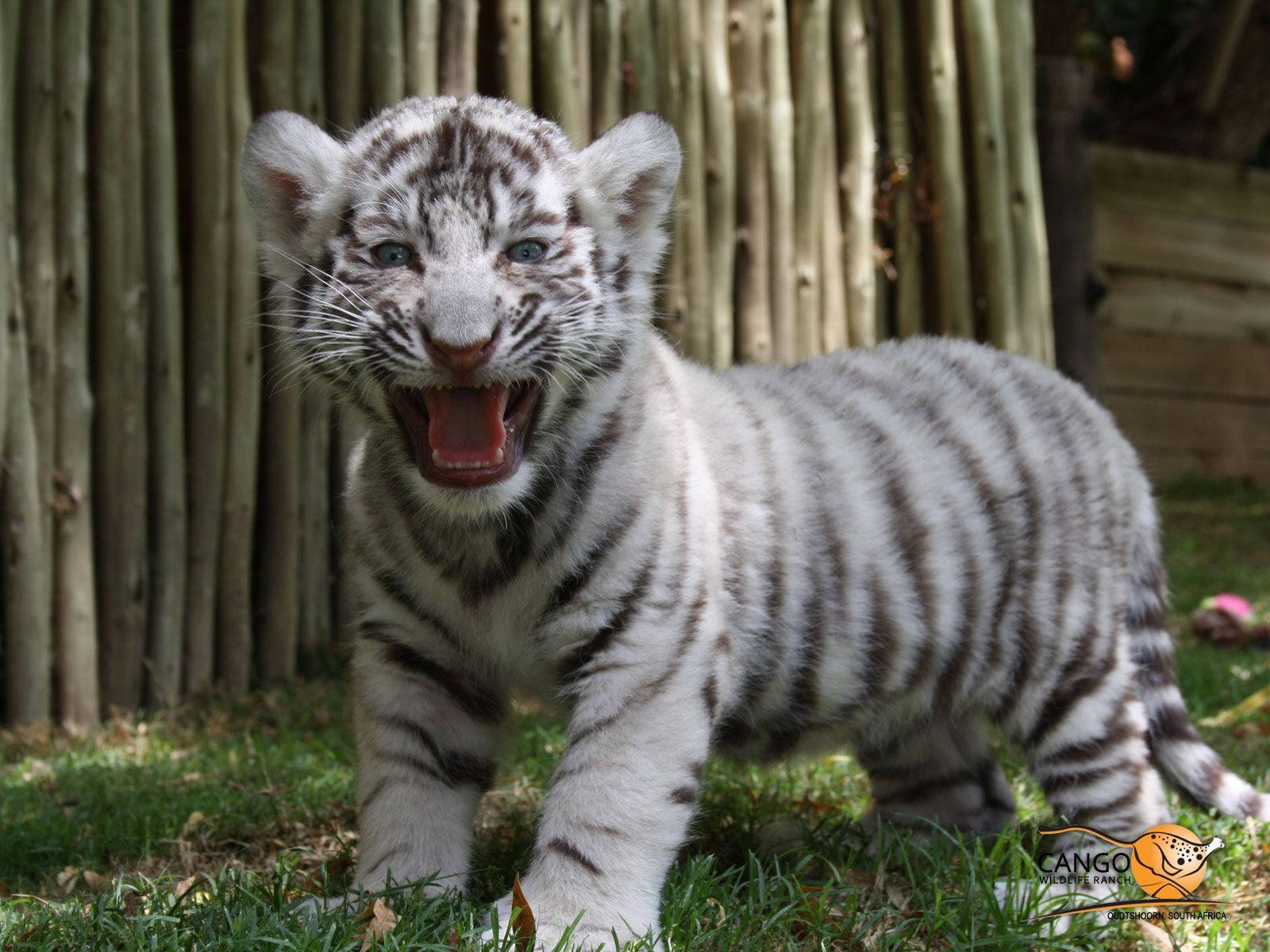 Awe-inspiring Baby White Tiger Expressing Miniature Roar Wallpaper