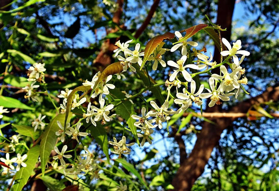 Ayurveda Hd Blooming Neem Flowers Wallpaper