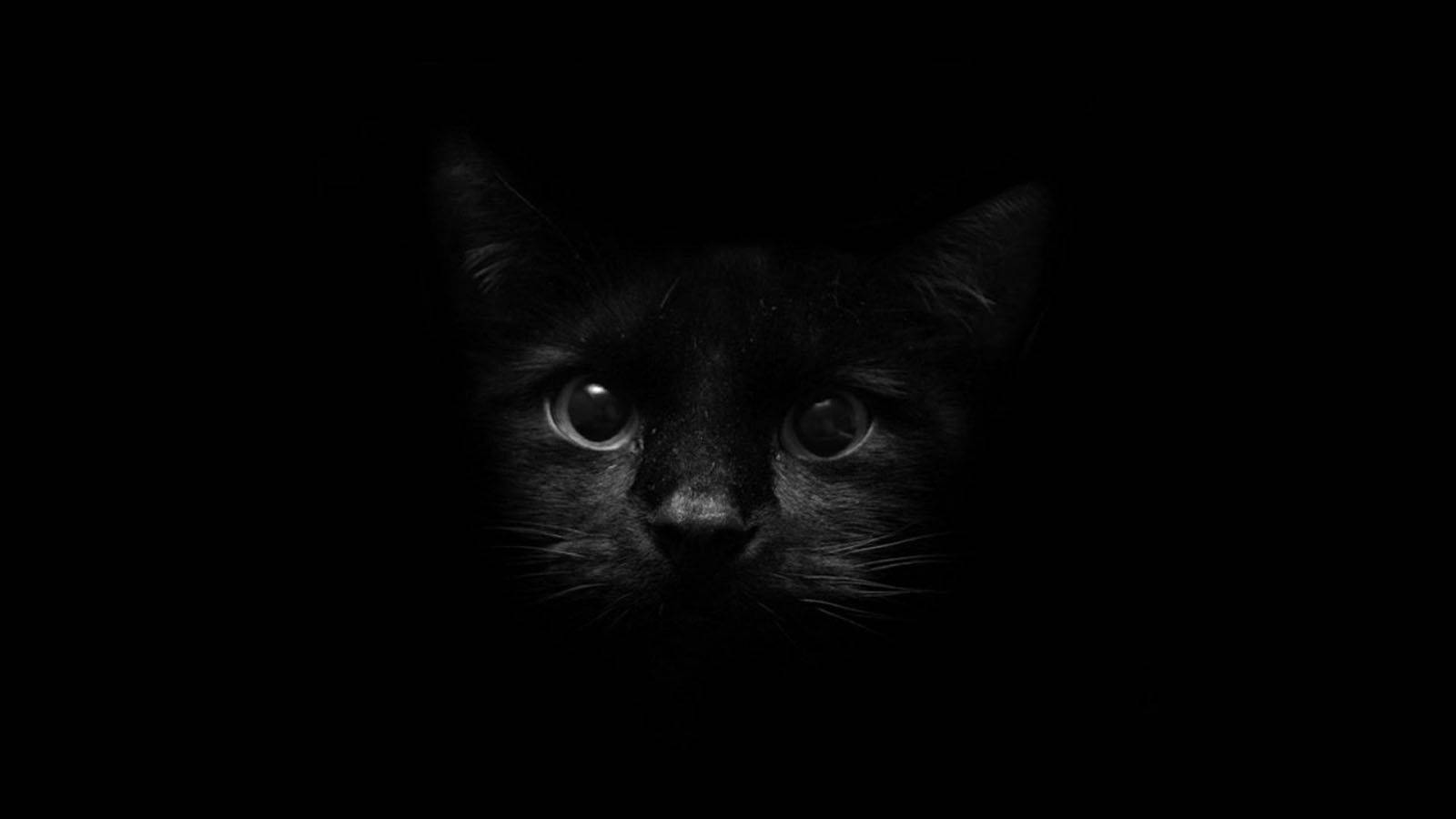 Baby Black Cat With Big Black Eyes Wallpaper
