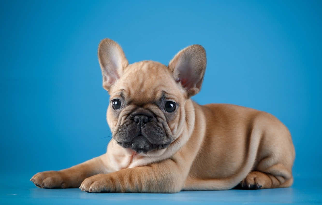 Baby French Bulldog Striking A Pose Wallpaper