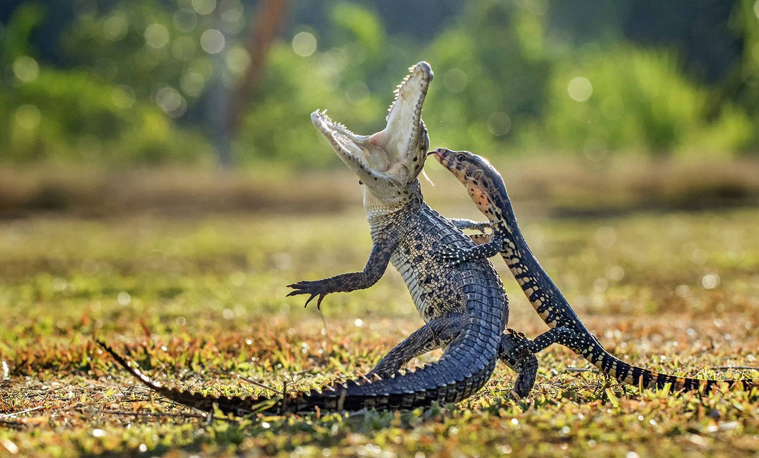 Baby Lizard Grasping Adult Monitor Lizard Wallpaper