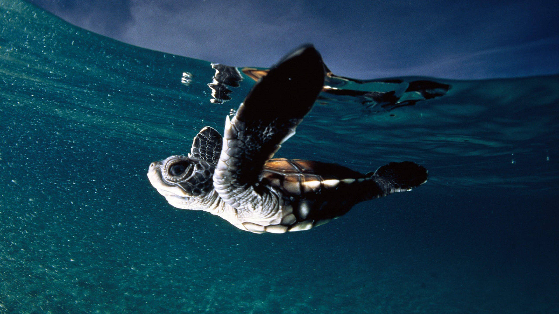 Baby Sea Turtle Swimming Under The Boat Wallpaper