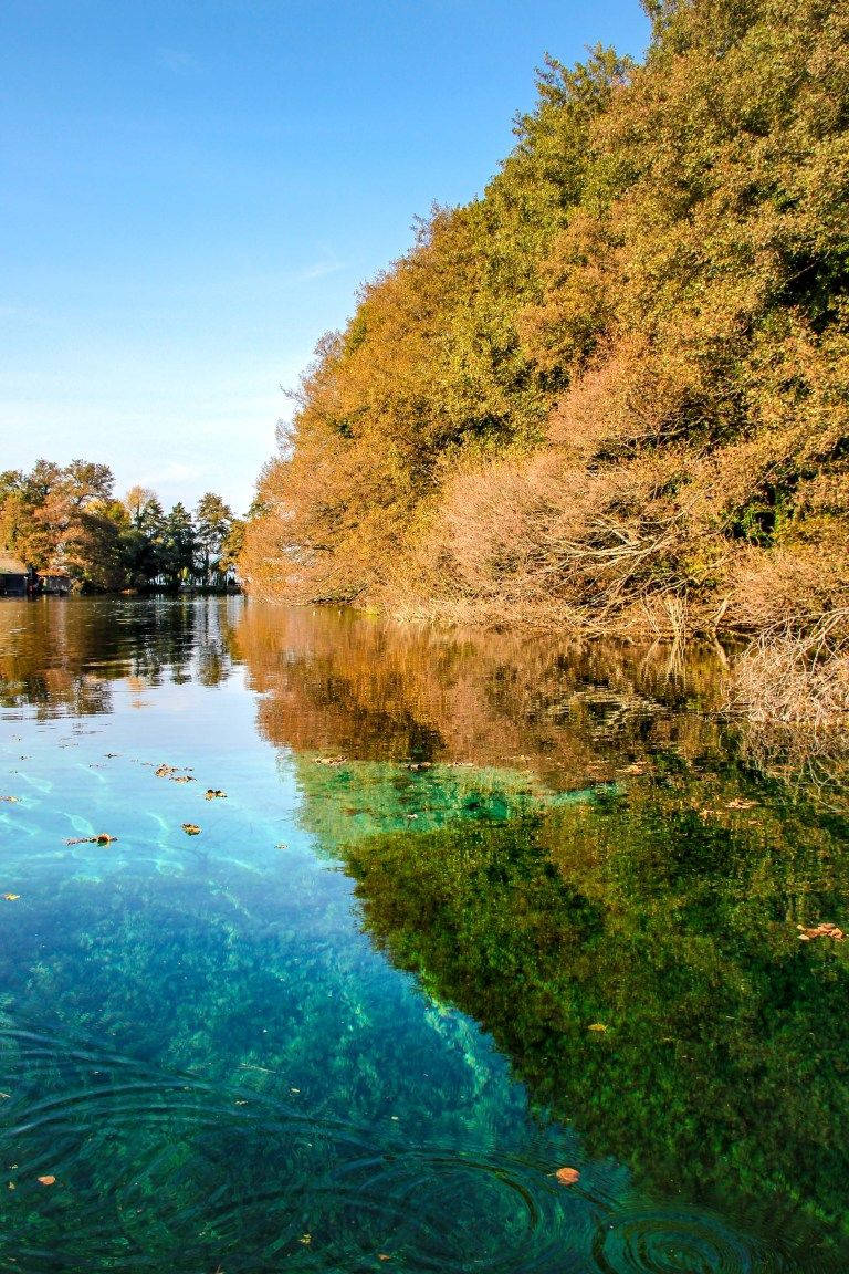 Bald Cypress North Macedonia Wallpaper