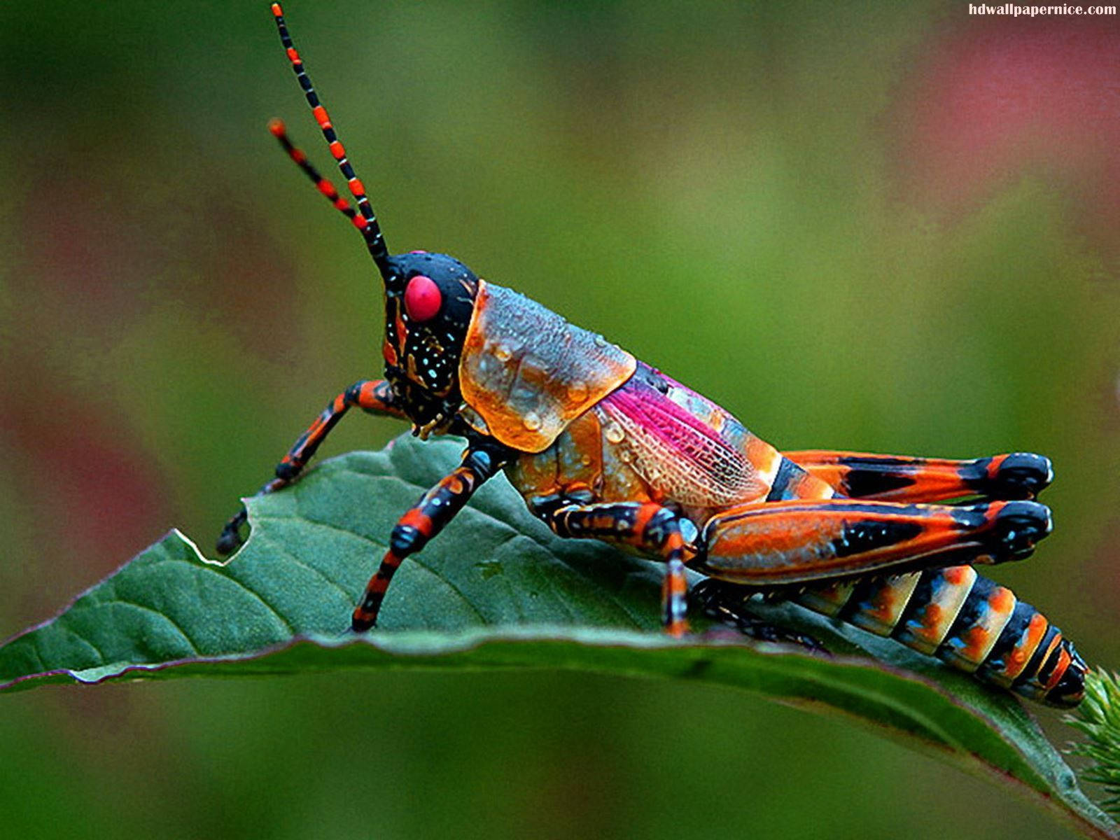 Barber Pole Grasshopper Wallpaper