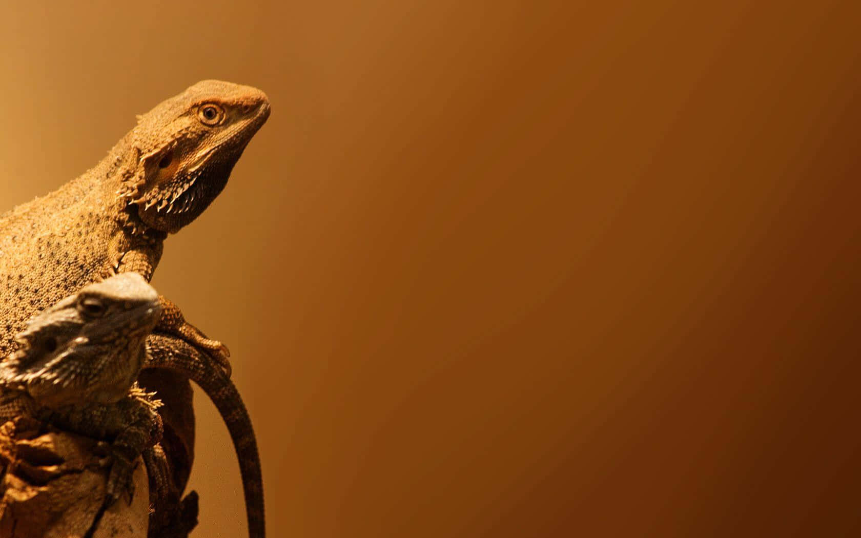 Bearded Dragons Basking Wallpaper