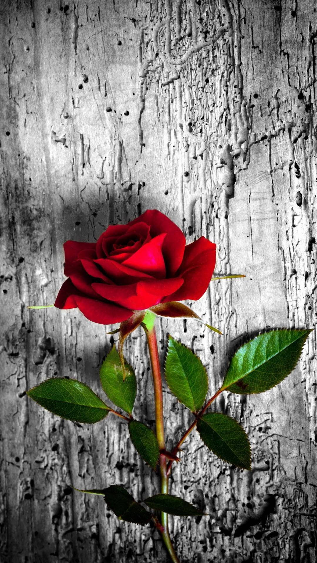 Beautiful Flower Red Rose Wallpaper