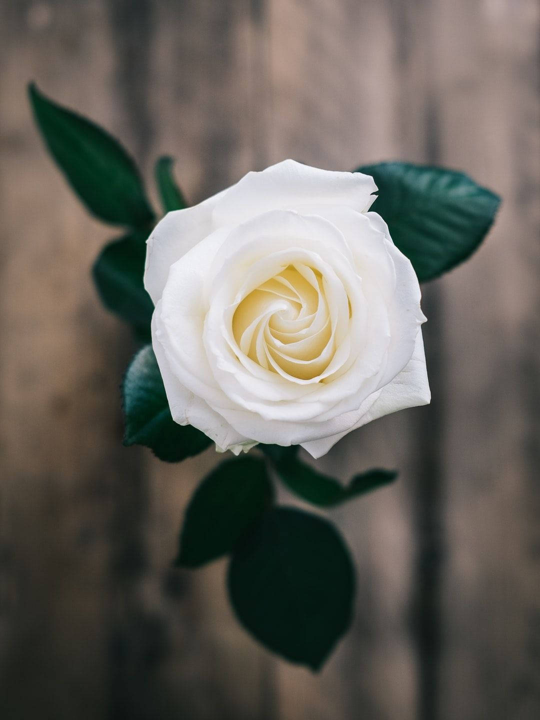 Beautiful Flower White Rose With Leaves Wallpaper