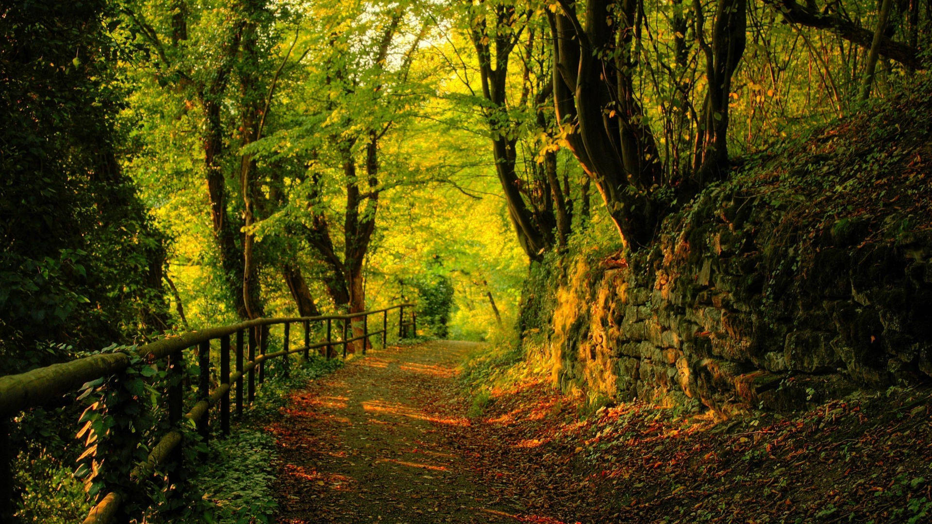 Beautiful Nature Photography Dark Forest Path Wallpaper