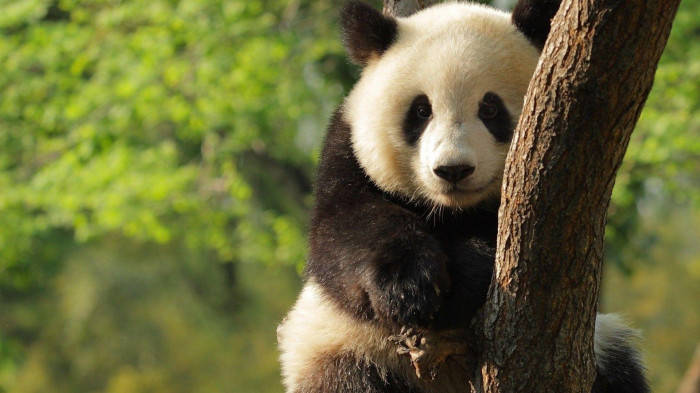 Beautiful Panda Hugging Log Wallpaper