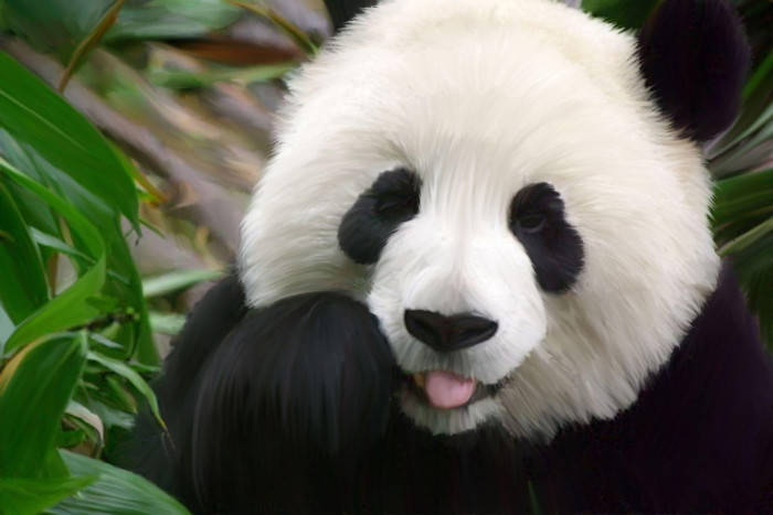 Beautiful Panda Looks At Camera Wallpaper